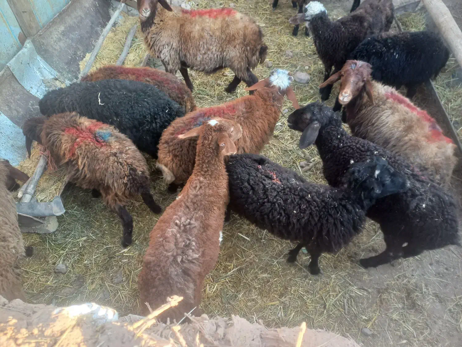 گوسفند فروشی تکی و کلی|حیوانات مزرعه|الوند, |دیوار