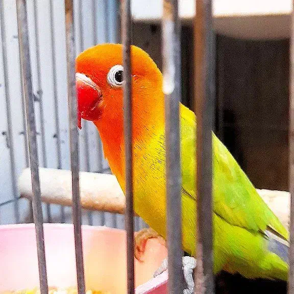 طوطی برزیلی مولد نر و ماده|پرنده|ملارد, |دیوار