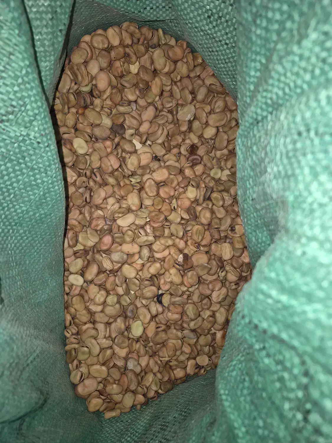 باقلی میان رس|عمده‌فروشی|مزرعه کتول, |دیوار