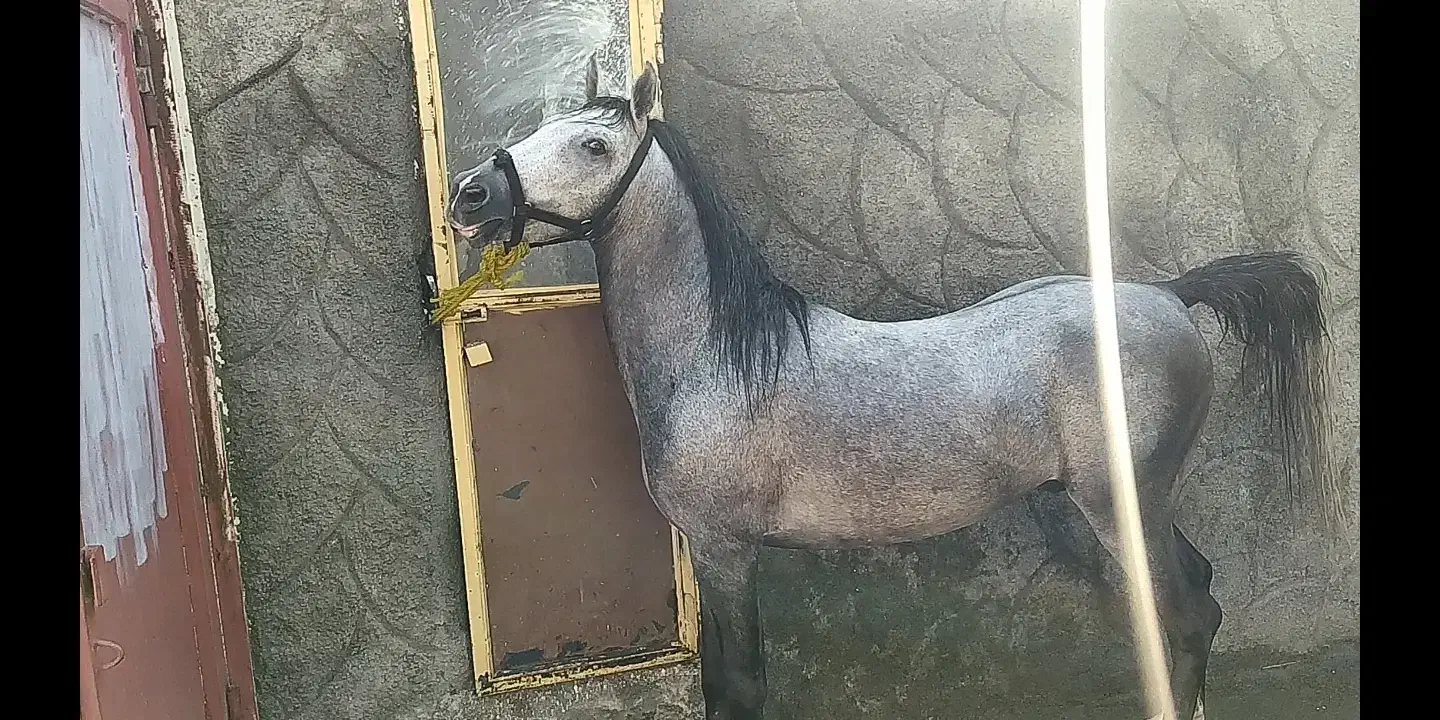 اسب نریان سیلمی|اسب و تجهیزات اسبسواری|ارومیه, |دیوار