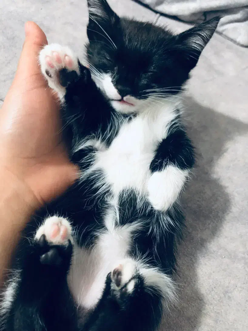 واگذاری بچه گربه نر|گربه|پاکدشت, پاکدشت (مامازند)|دیوار