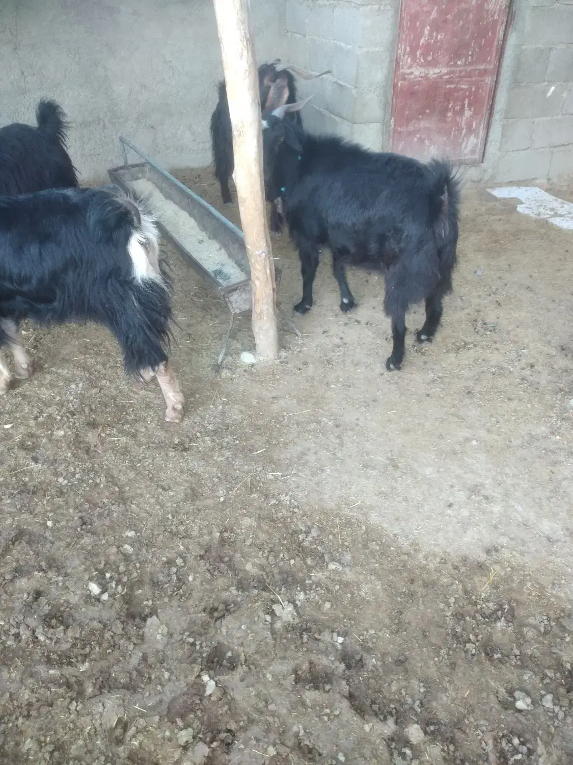 چهار‌بز‌داشتی|حیوانات مزرعه|ملکشاهی, |دیوار