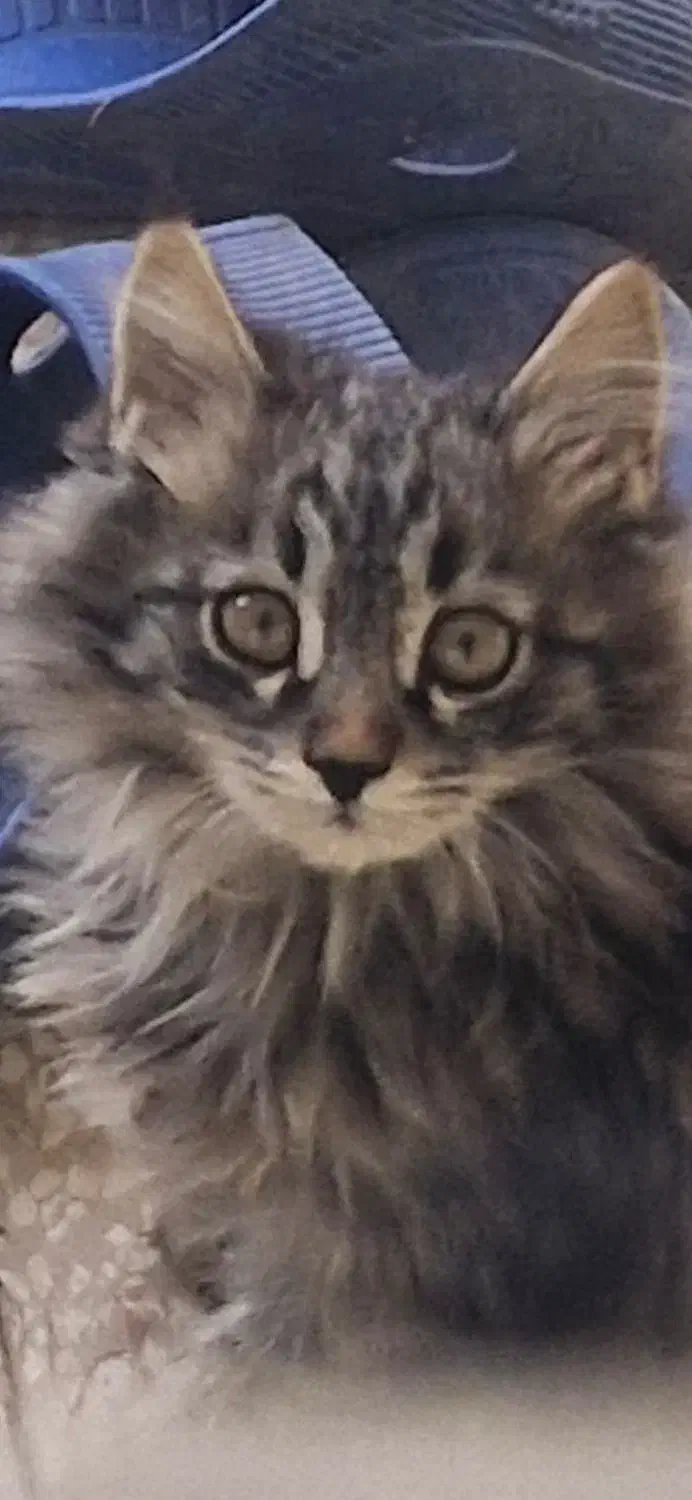 گربه نژادار دو ماه|گربه|سبزوار, هفت تیر|دیوار