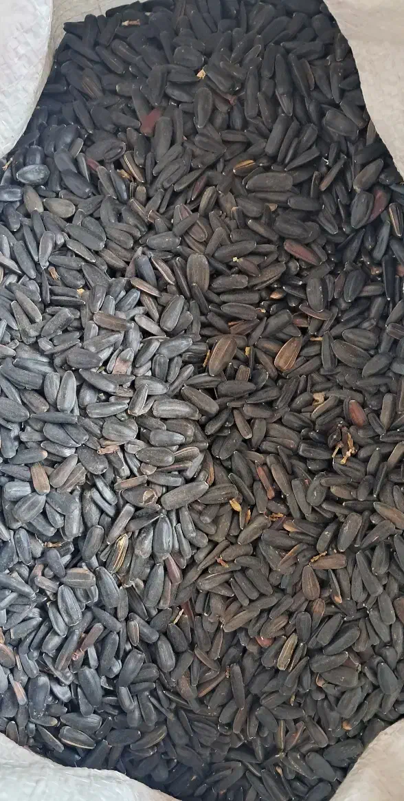 تخمه آفتابگردان|خوردنی و آشامیدنی|تربت‌حیدریه, رجایی|دیوار