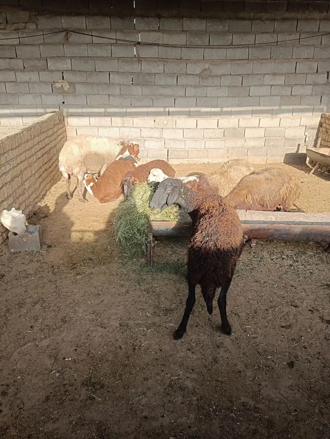 تعداد 7 راس میش بره دار سالم سرحال باب مالداری|حیوانات مزرعه|مشهد, ایوان|دیوار