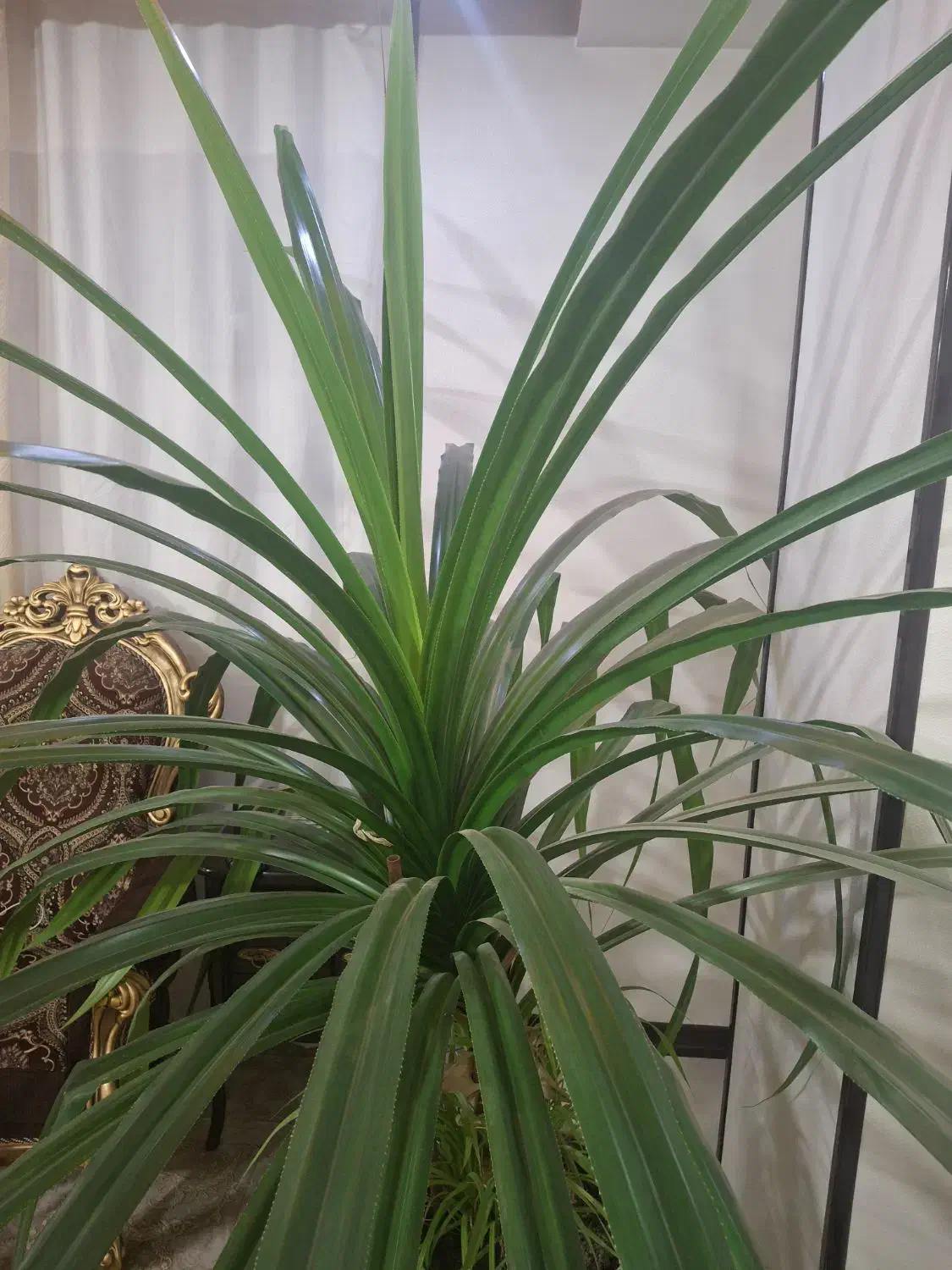 گل پاندانوس بزرگ|گل و گیاه طبیعی|شاهین‌شهر, خانه کارگر|دیوار