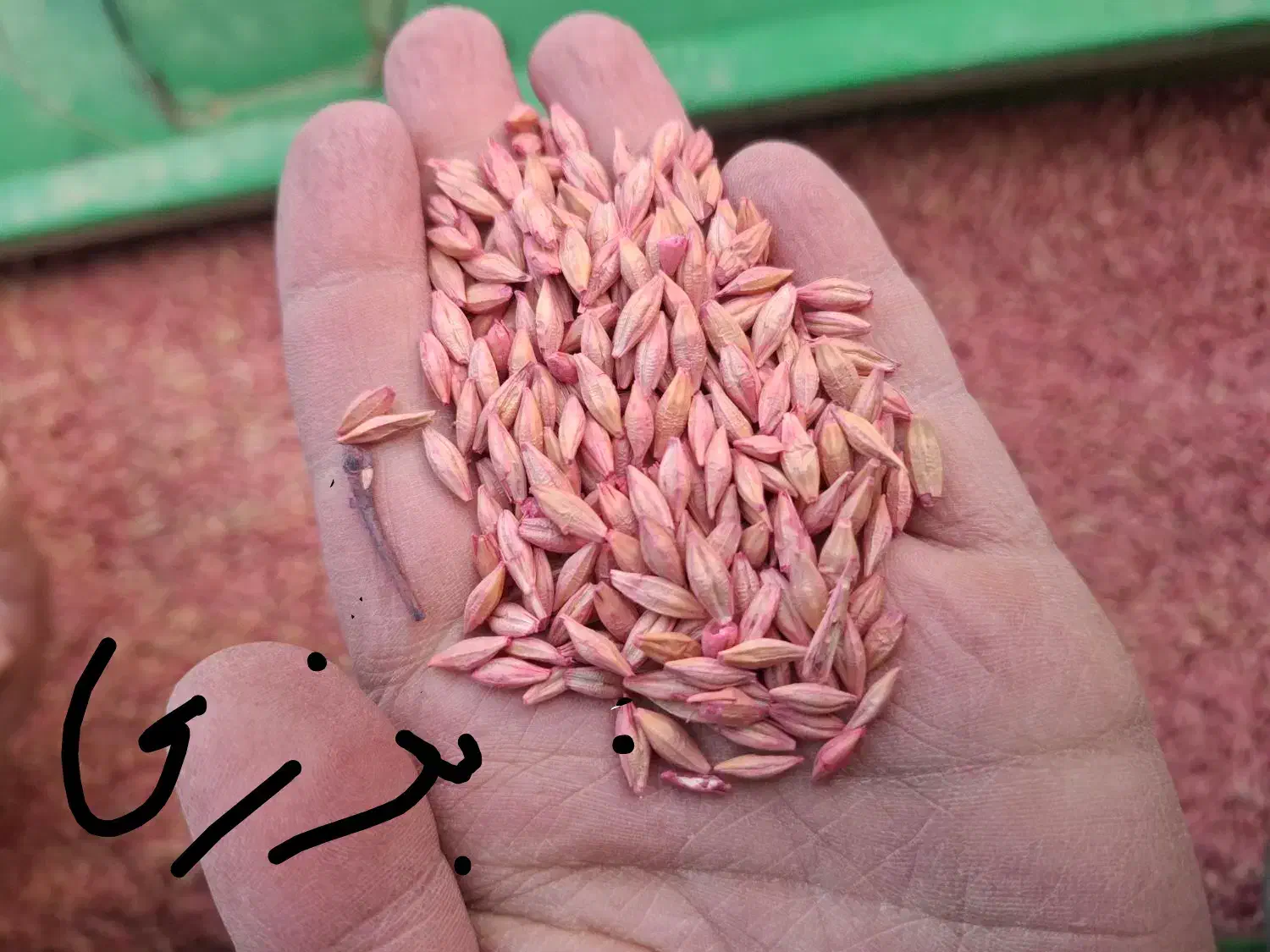 جو بذری اصلاح شده|گل و گیاه طبیعی|شیروان (خراسان), |دیوار