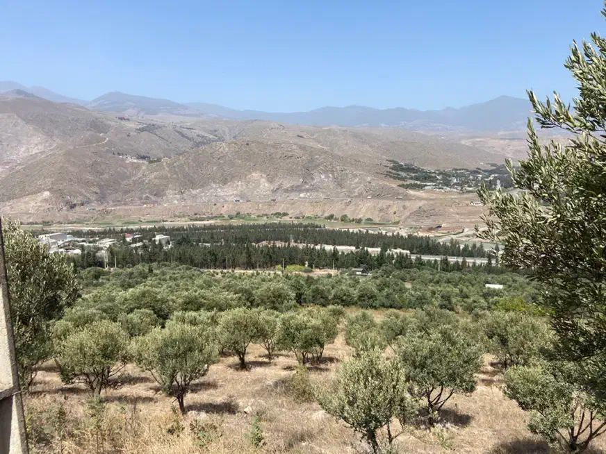 زمین باغی ۳هزارمتر با ۷۰تا نهال زیتون|فروش زمین و ملک کلنگی|رودبار, |دیوار