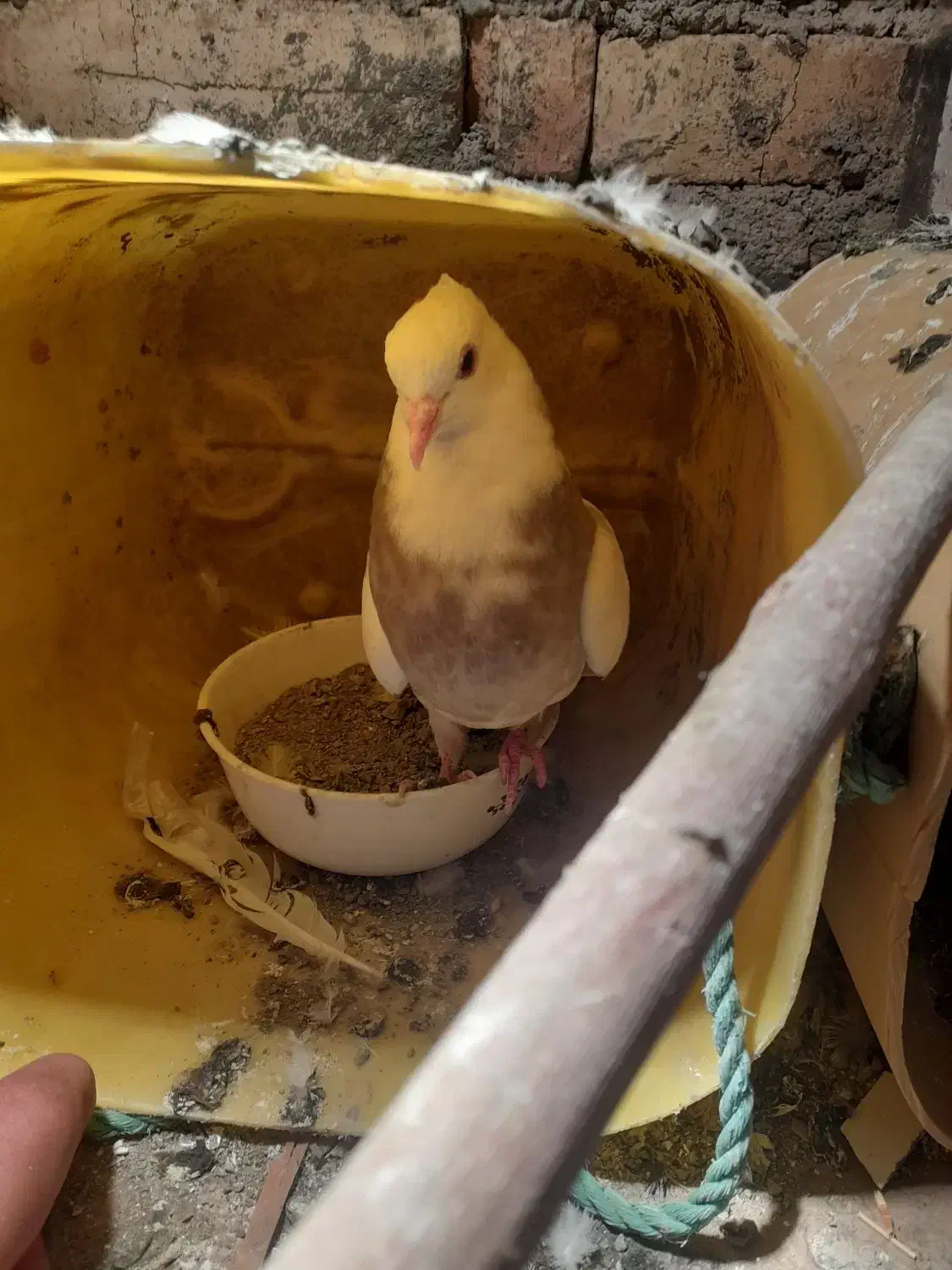 کبوتر|پرنده|سنندج, |دیوار