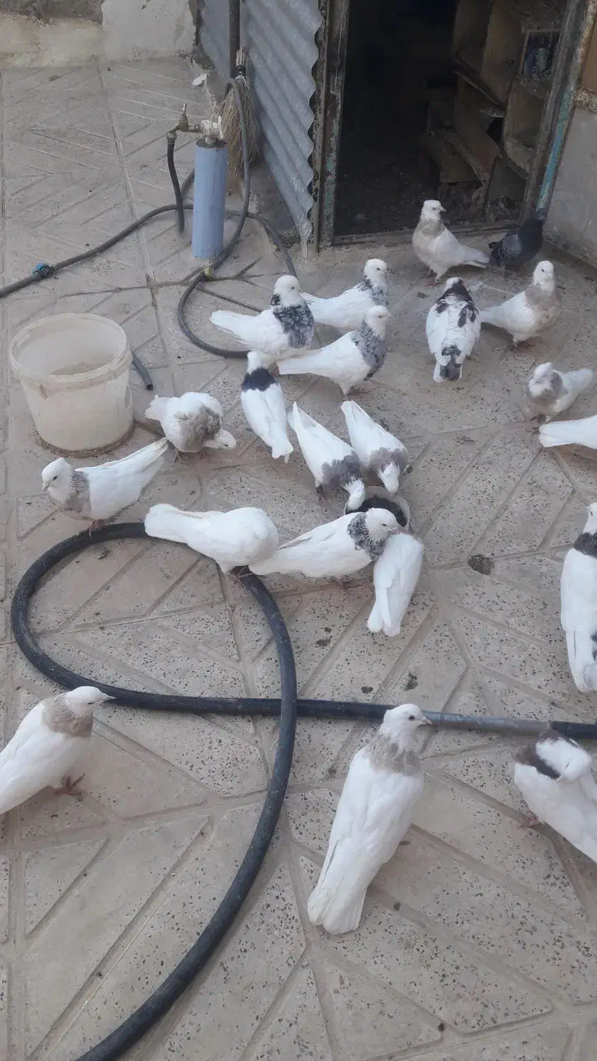 کبوتر طوقی|پرنده|سنندج, |دیوار