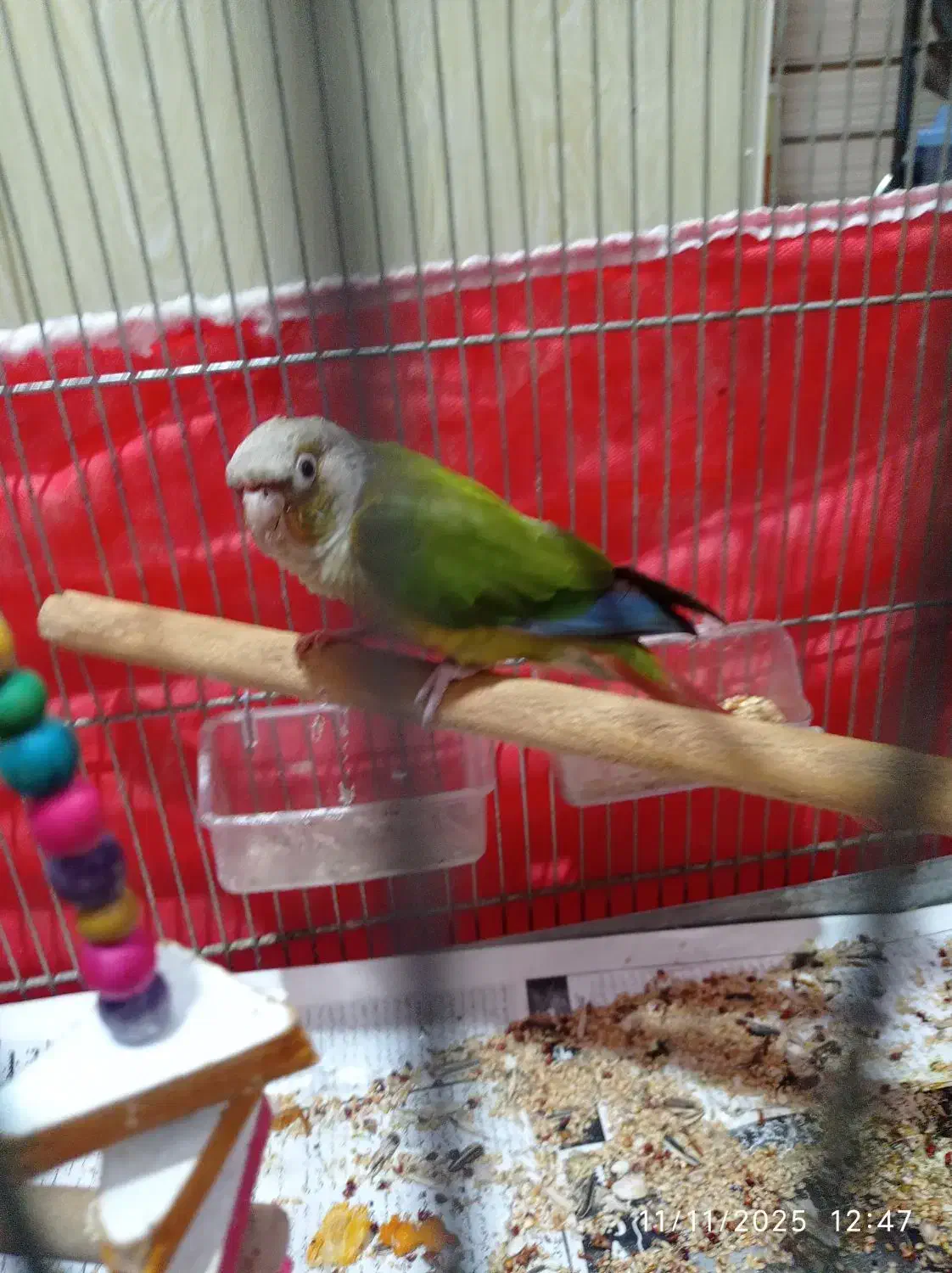 طوطی گرینچیک اهلی دستی|پرنده|الوند, |دیوار