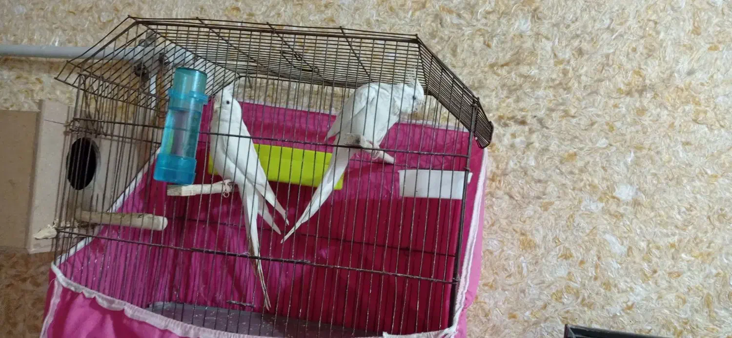 عروس هلندی البینو شرط خالص و مولد|پرنده|شادگان, |دیوار