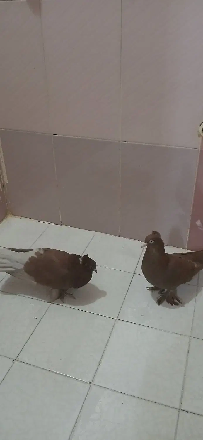 کبوتر دوکت زرد رواعب وکلدار|پرنده|قم, سرحوض|دیوار