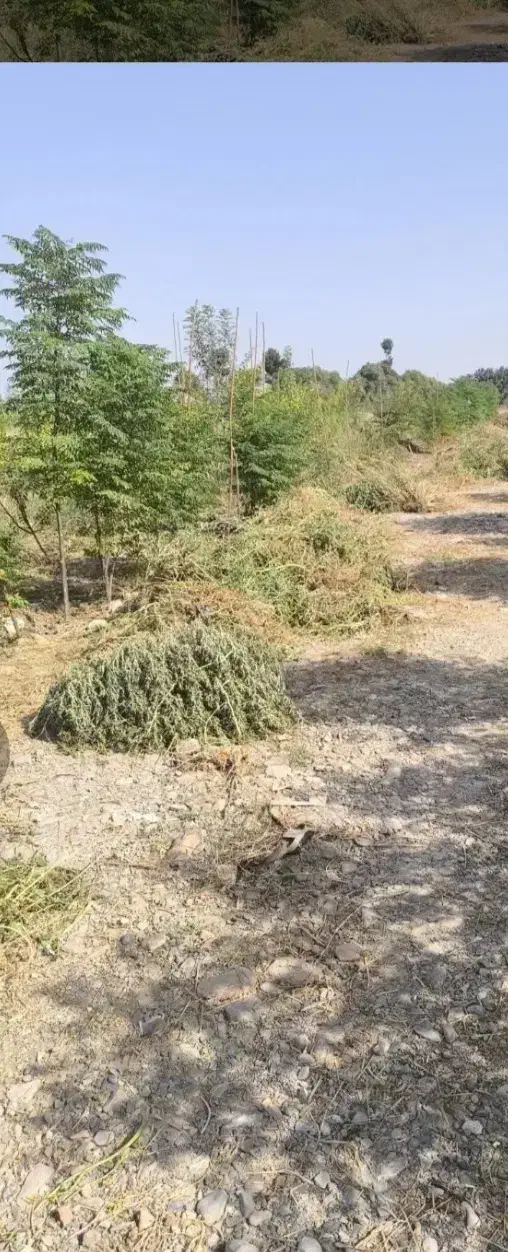 باغچه|فروش زمین و ملک کلنگی|اسلام‌شهر, کاشانک|دیوار