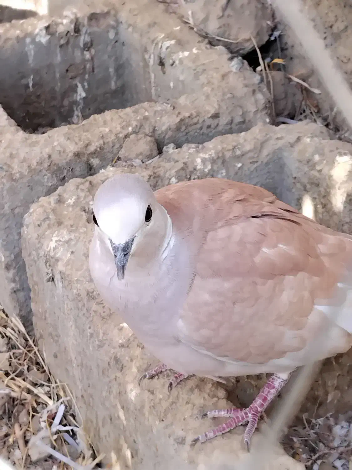 کبوتر خانگی|پرنده|زهک, |دیوار