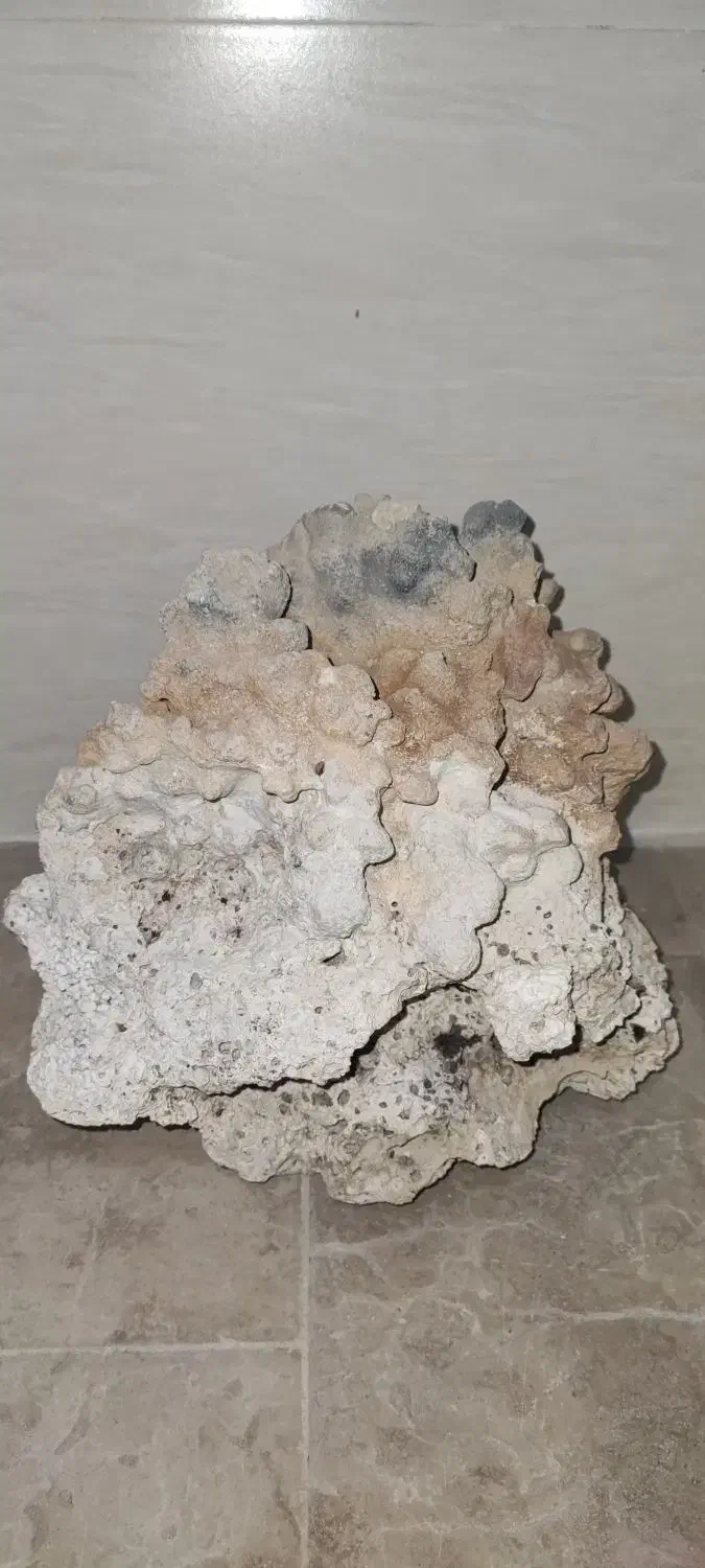 مرجان آکواریومی|ماهی|ملایر, |دیوار