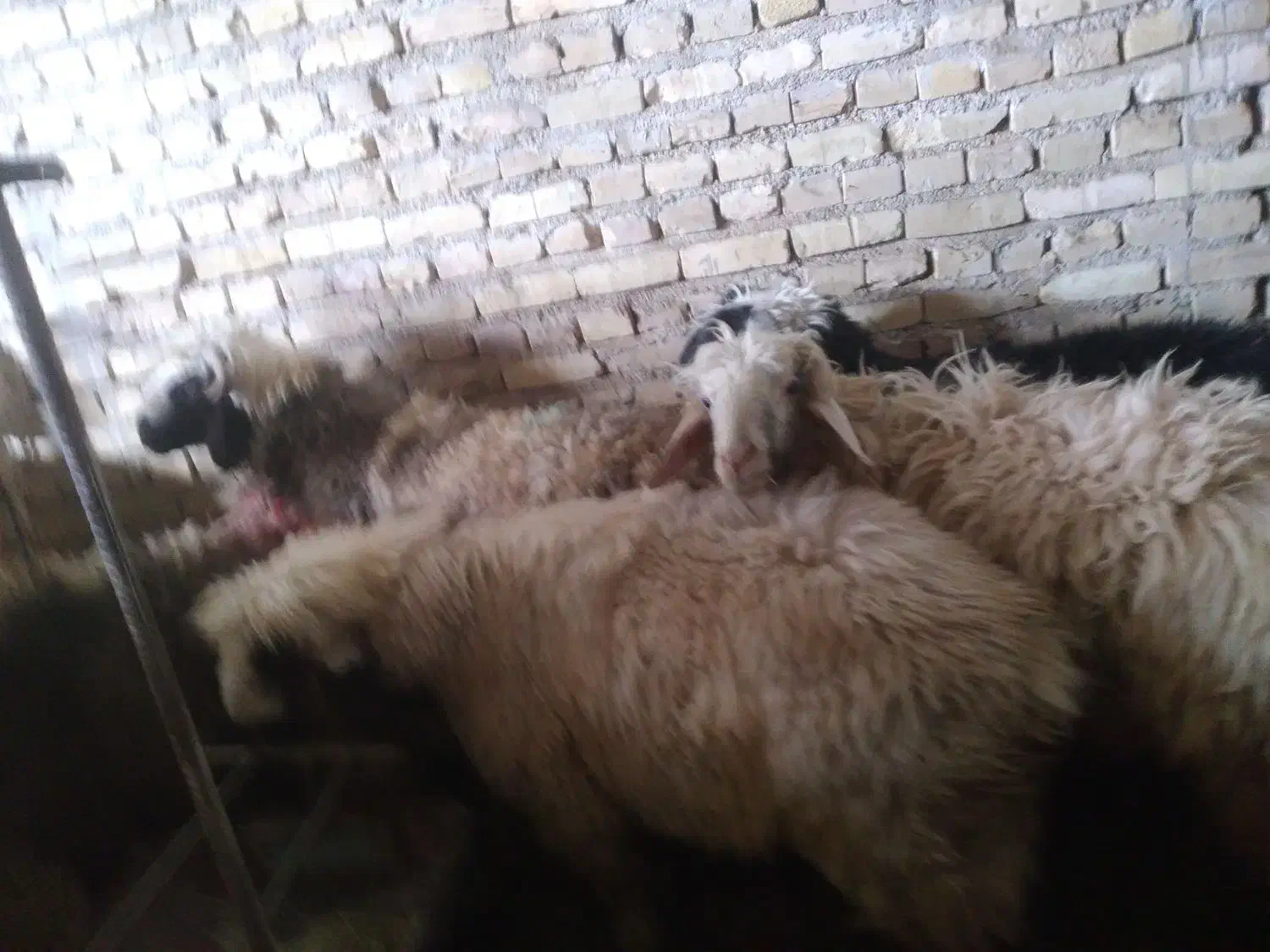 بره و کره نر|حیوانات مزرعه|یزد, |دیوار