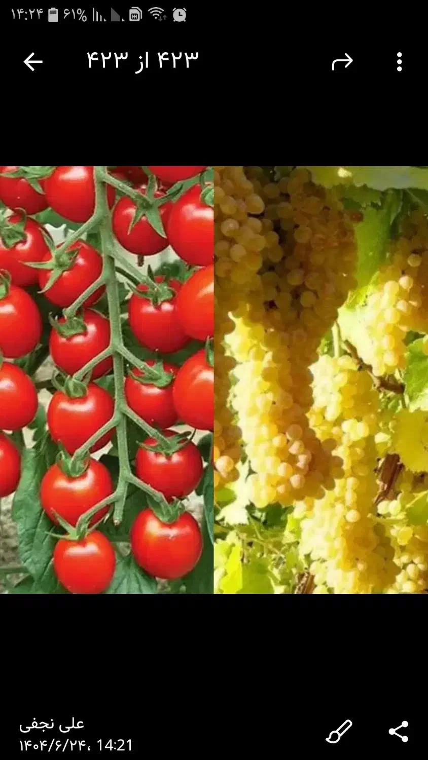 آبگیری گوجه وانگور در محل شما سیار|خدمات پیشه و مهارت|همدان, |دیوار