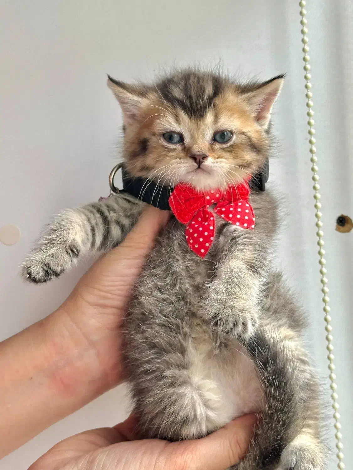 بریتیش ny 25|گربه|کرج, فاز ۱ مهرشهر|دیوار