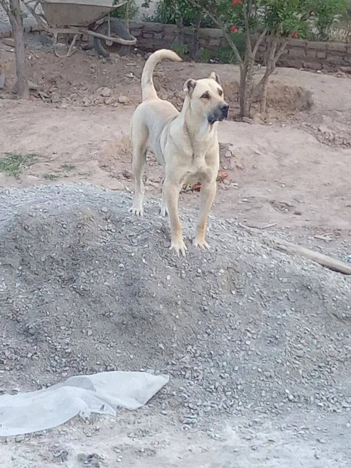 سراب نر اصل|سگ|محمدشهر, محمدشهر|دیوار