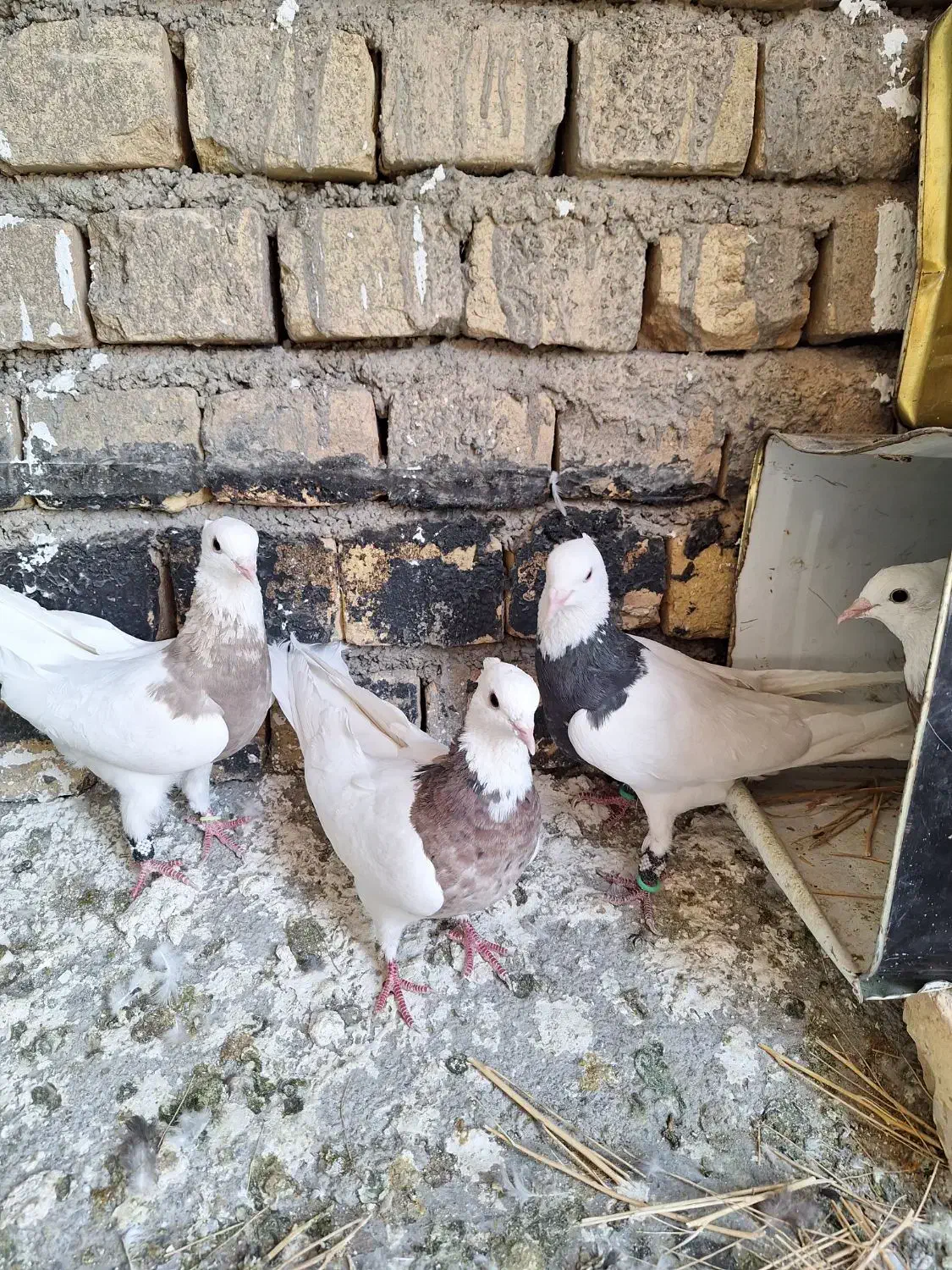 طوقی ساده نروماده|پرنده|داران, |دیوار