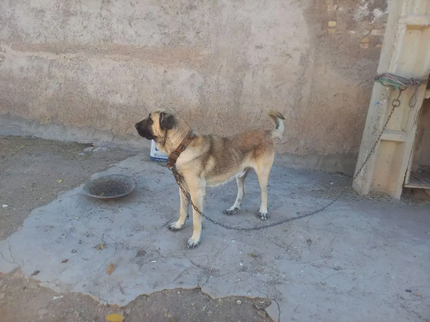 سگ عراقی|سگ|بستان آباد, |دیوار