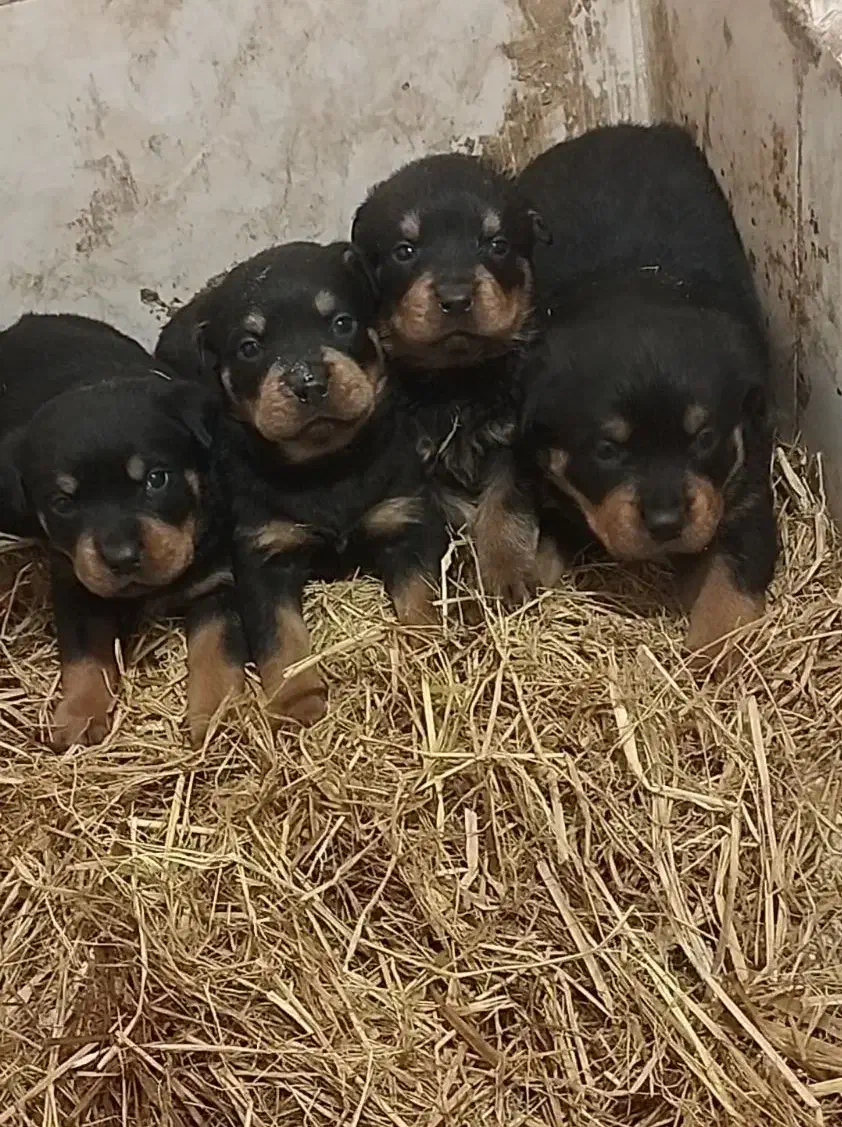 توله روتوایلر|سگ|قم, علی آباد سعدگان|دیوار