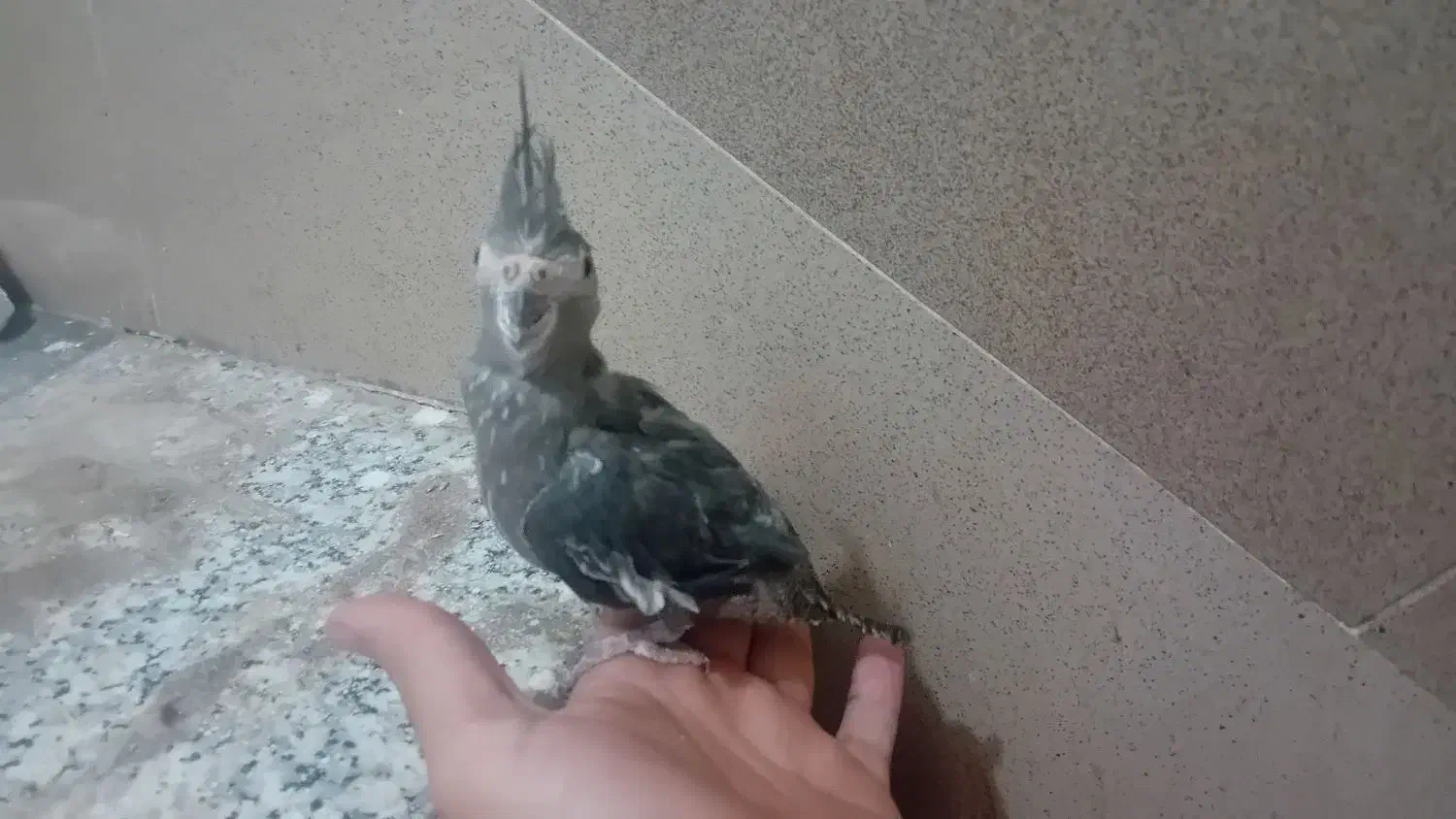 عروس هلندی|پرنده|قم, محمد آباد|دیوار