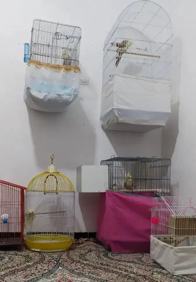 پرنده|پرنده|مریوان, |دیوار