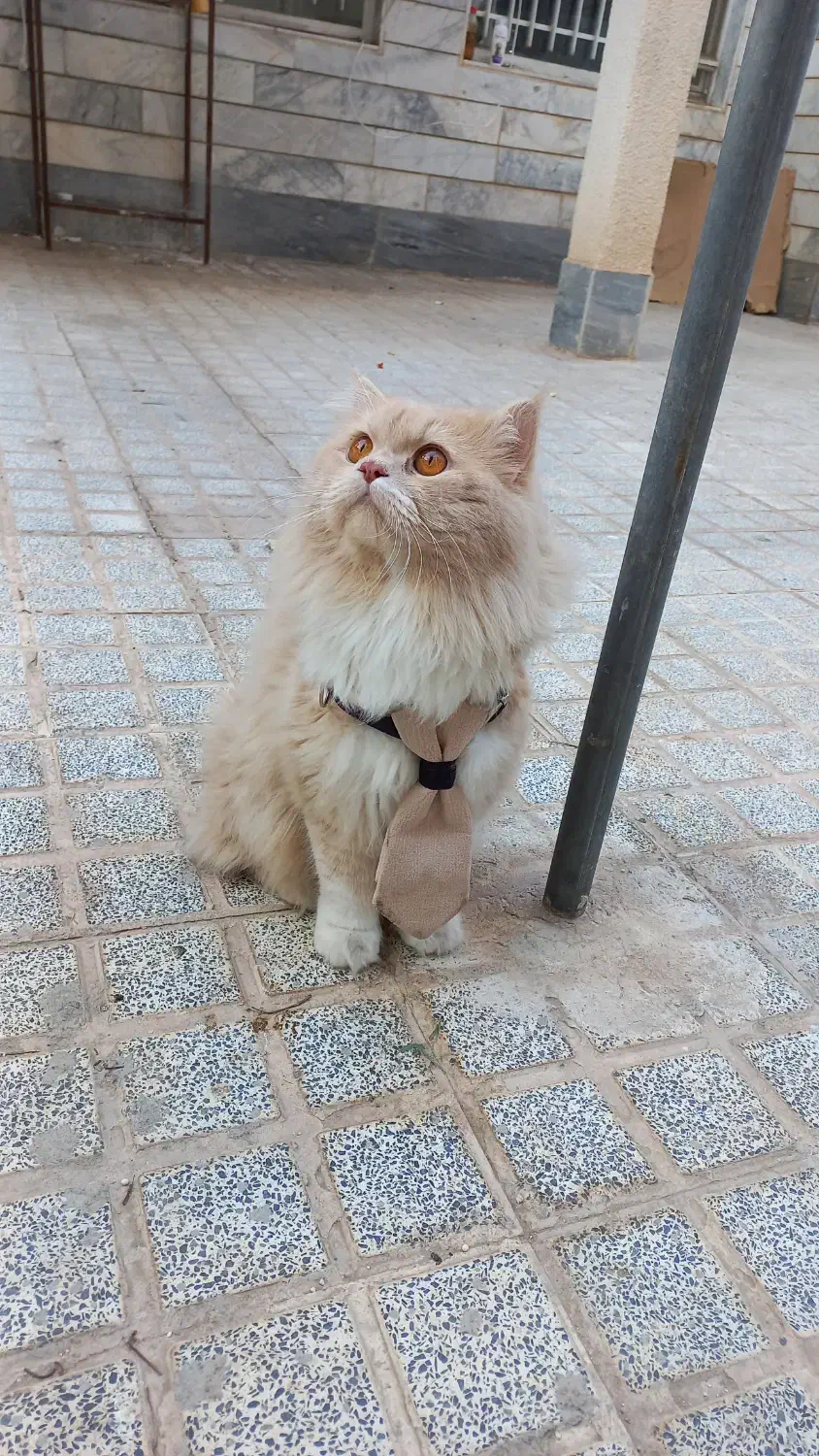 حیوانات خانگی|گربه|بیرجند, |دیوار