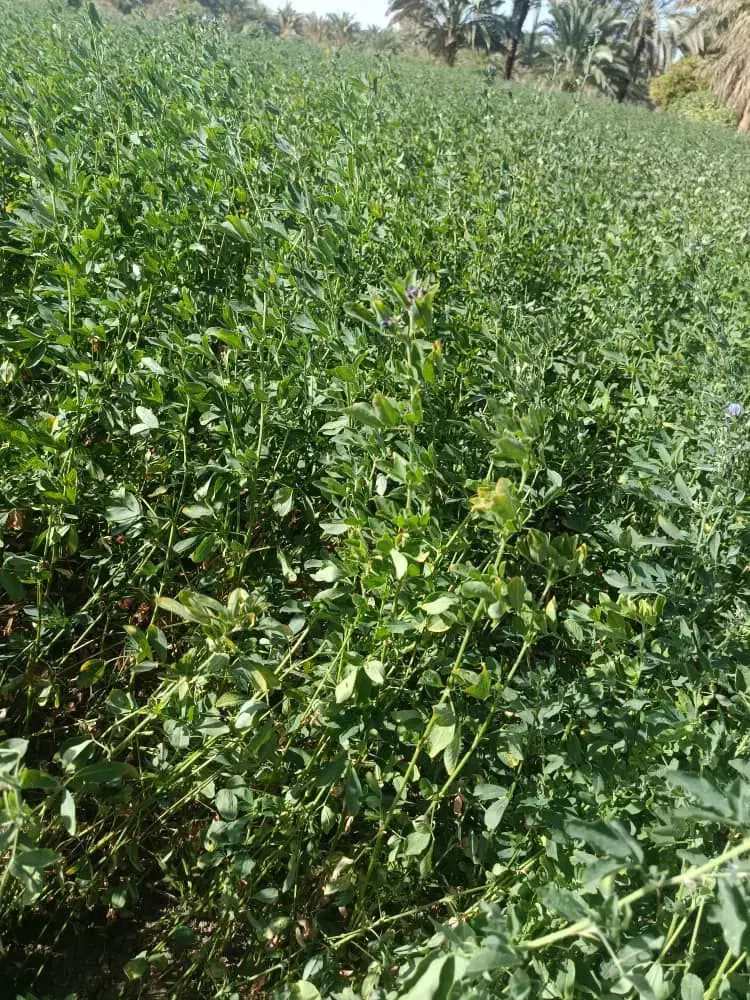 تخم یونجه|عمده‌فروشی|کهنوج, |دیوار