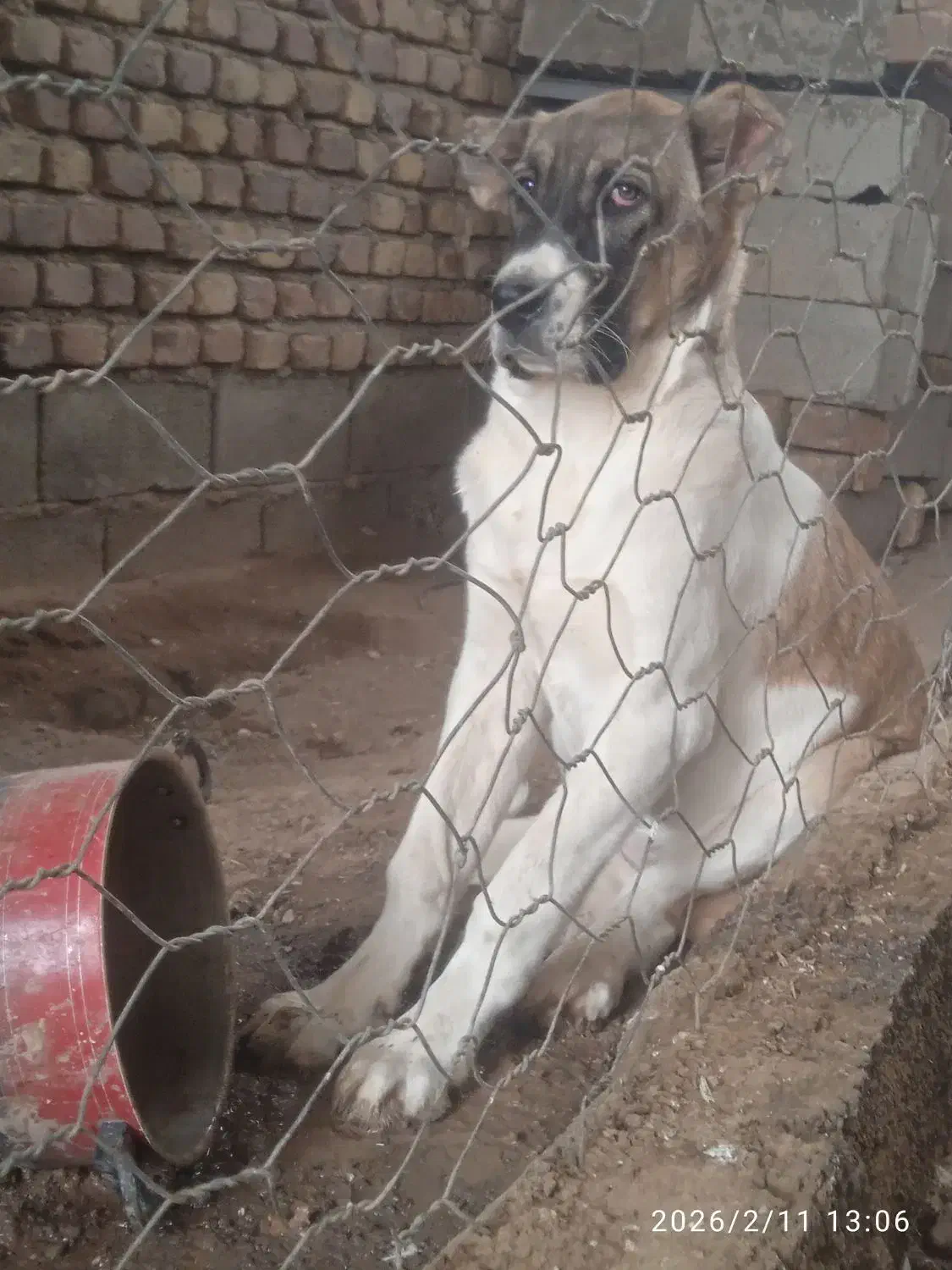 توله سگ|سگ|کنگاور, |دیوار