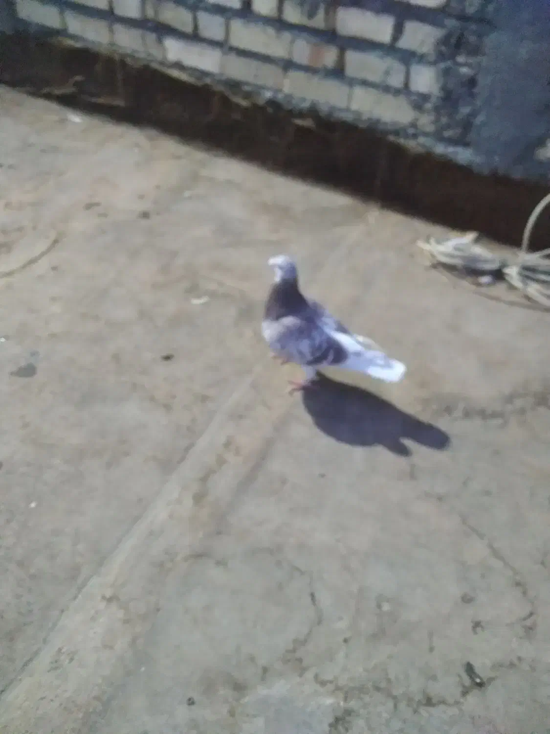 قورگی|پرنده|گلبهار, نوبهار|دیوار