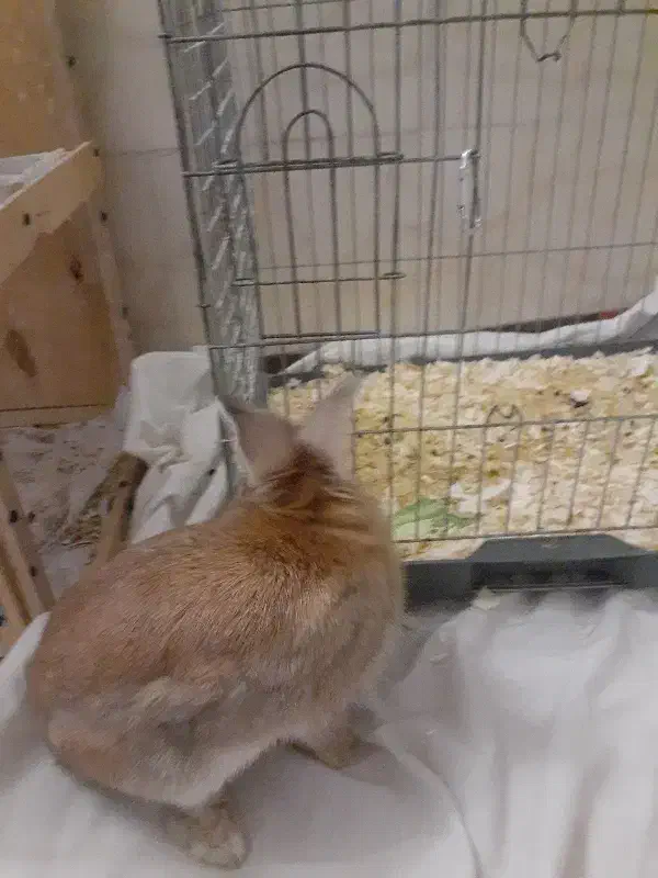 خرگوش واکس زده|موش و خرگوش|شیراز, محراب|دیوار