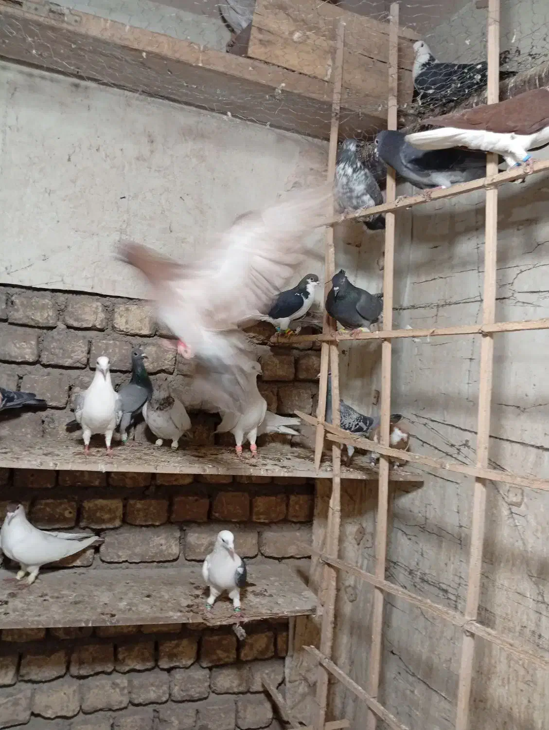 کفتر پرشی|پرنده|محمدیه-قزوین, |دیوار