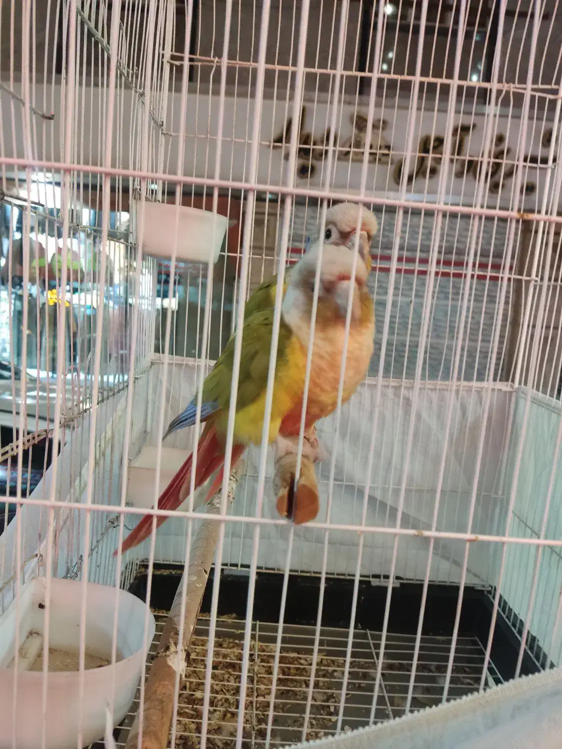 طوطی گیرینچیک مولد|پرنده|اسلامشهر, شهرک قائمیه|دیوار