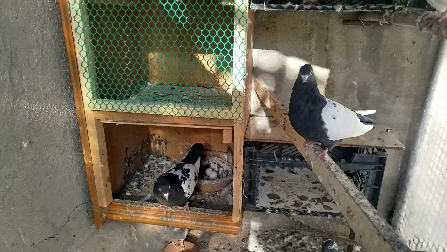 کبوتر|پرنده|کلاردشت, |دیوار