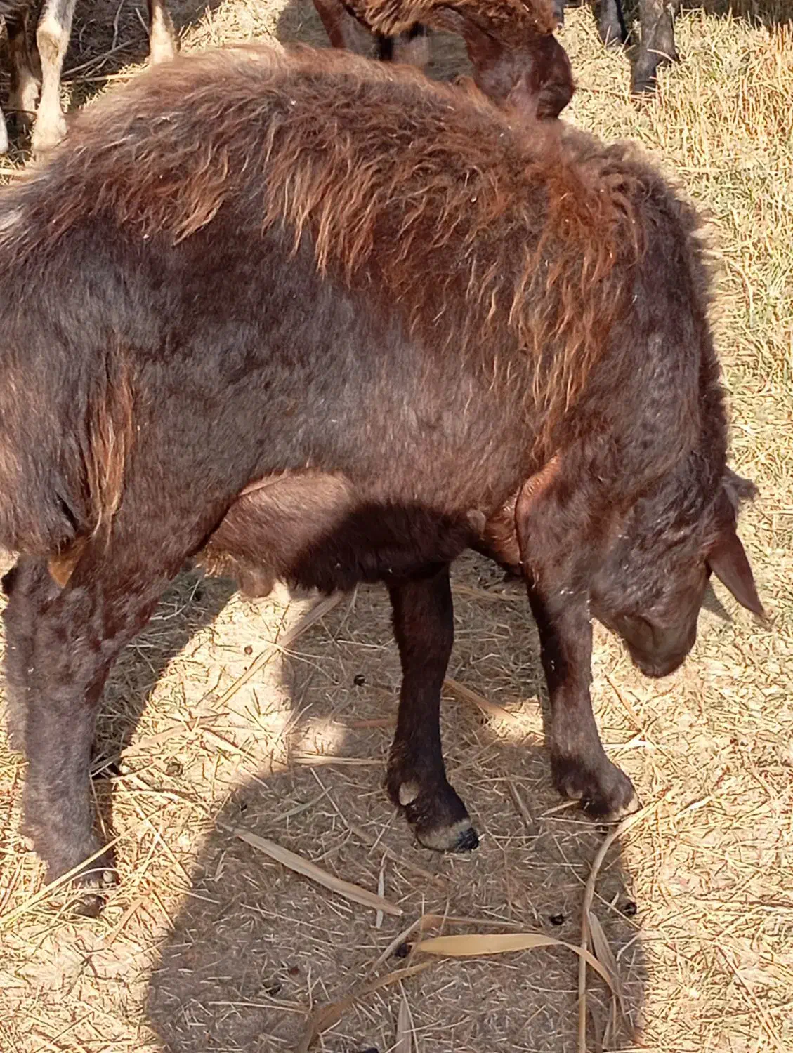 قوچ 25میلیون|حیوانات مزرعه|ماهنشان, |دیوار