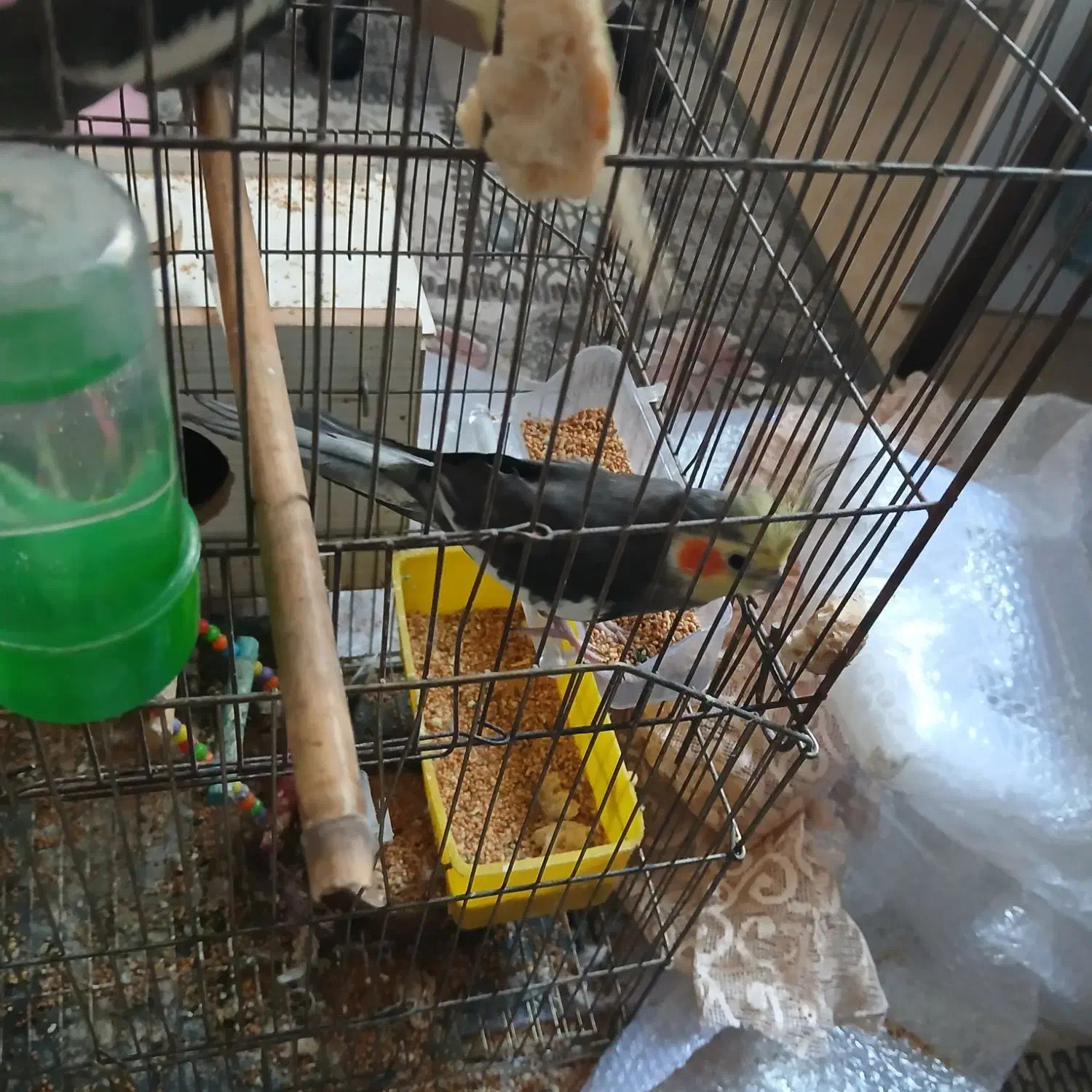 طوطی|پرنده|آستارا, |دیوار