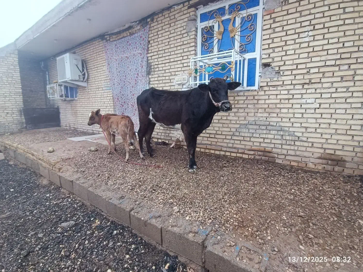 گاو|حیوانات مزرعه|شوشتر, |دیوار