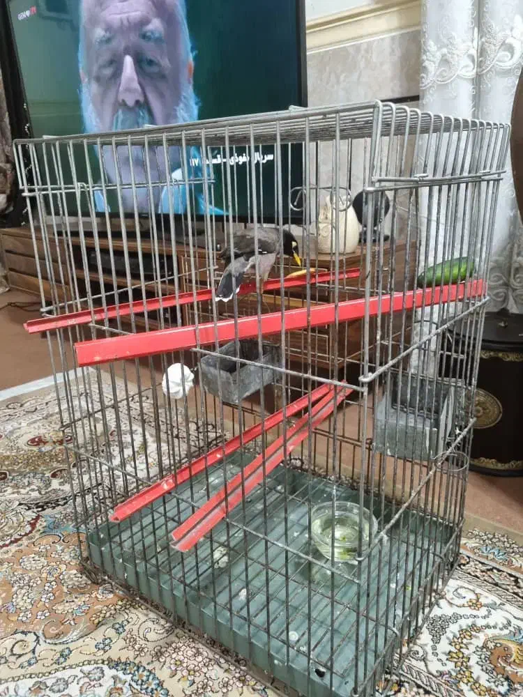 لوستر،پشتی،قفس|لوستر و چراغ آویز|شوشتر, |دیوار