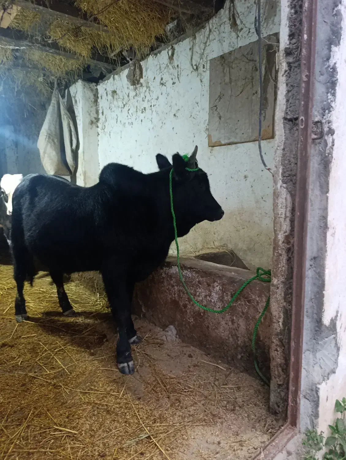 گاو نر|حیوانات مزرعه|احمدسرگوراب, |دیوار