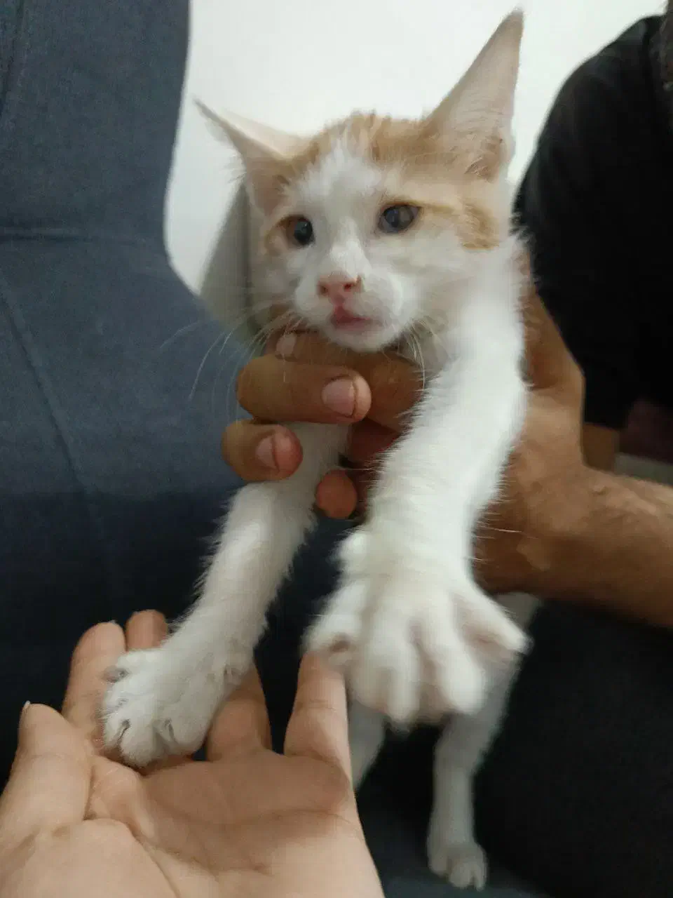 واگزاری گربه|گربه|تهران, امام زاده حسن|دیوار