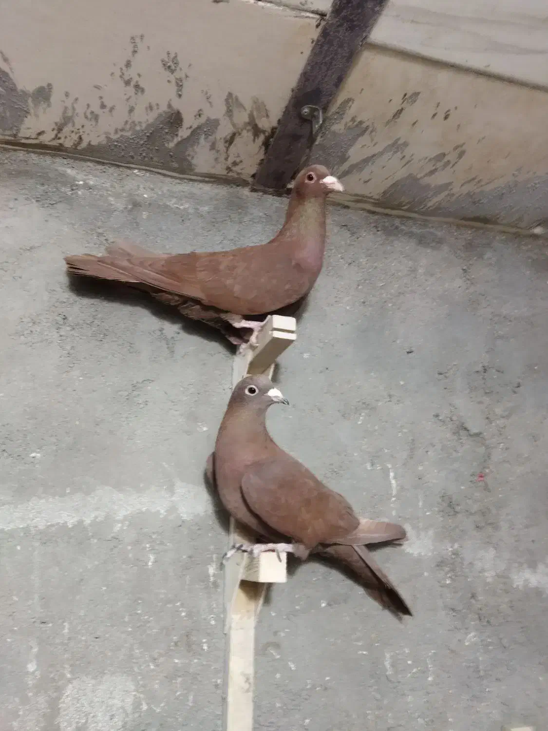 جفتی و پروندنی|پرنده|یزدان شهر, |دیوار