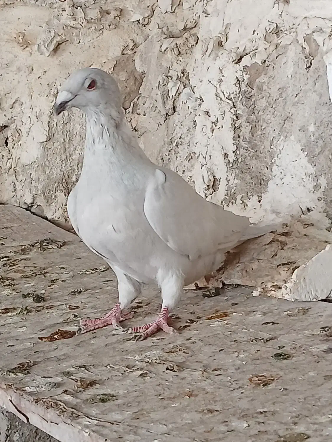 کبوتر الماسی  پلاکی‌‌.  چپ و یال|پرنده|بوشهر, |دیوار