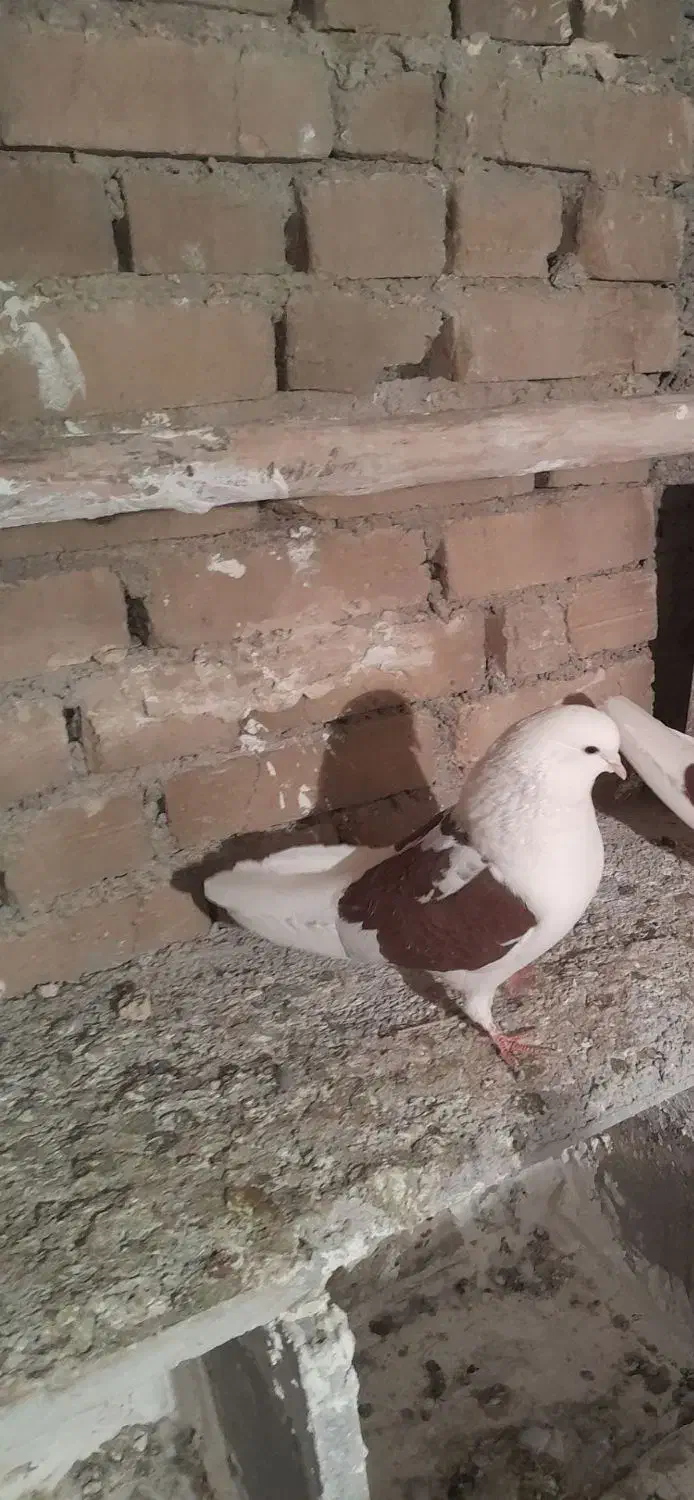 کبوتر|پرنده|گیان, |دیوار