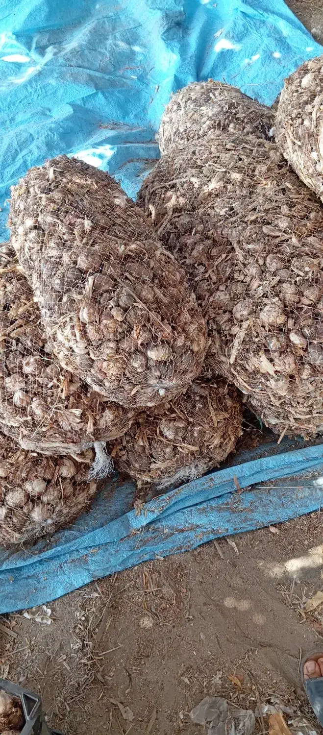 سیر بزری|خوردنی و آشامیدنی|جیرفت, |دیوار