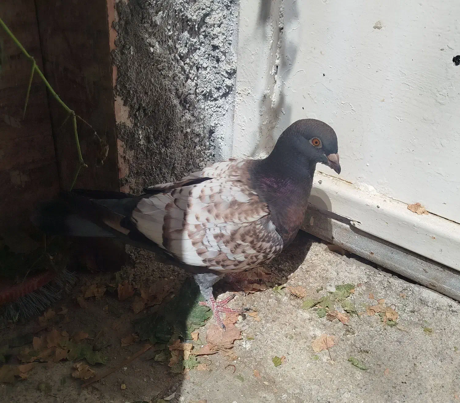 جفت کبوتر طاووسی|پرنده|مشهد, کشف|دیوار