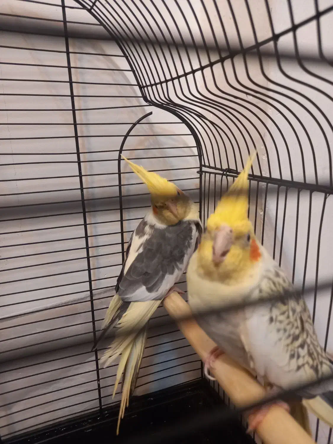 جفت عروس هلندی نر  و ماده|پرنده|مشهد, الهیه|دیوار