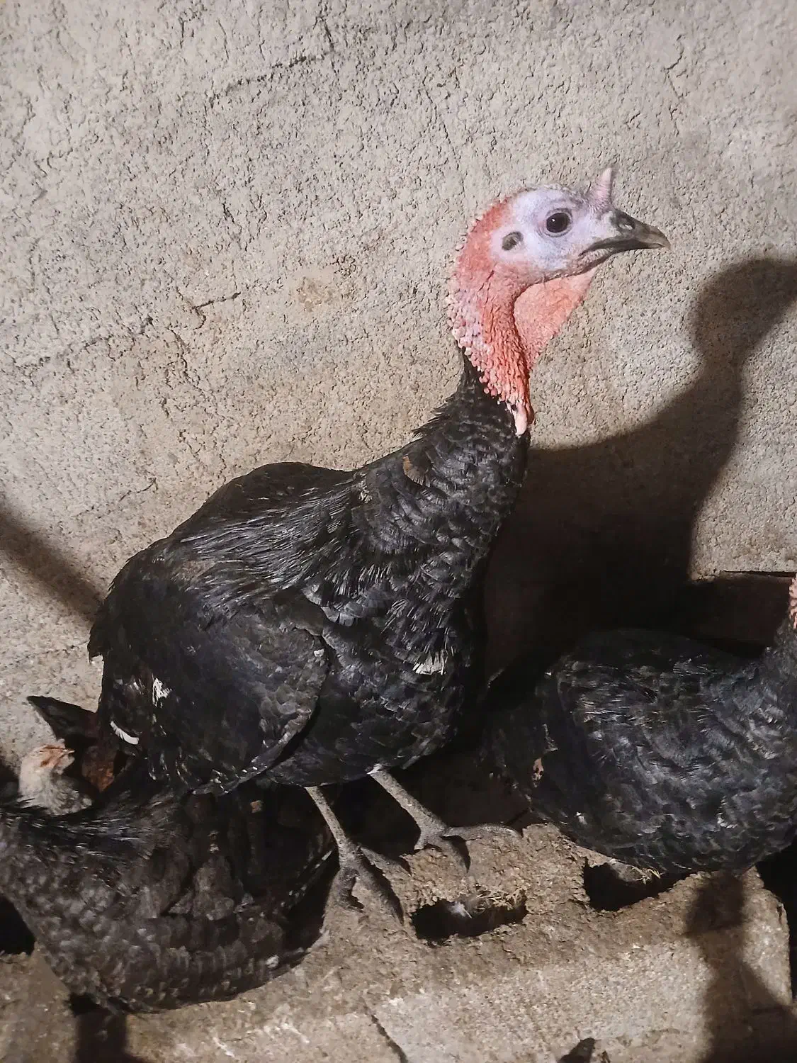 بوقلمون|حیوانات مزرعه|رضوانشهر, |دیوار